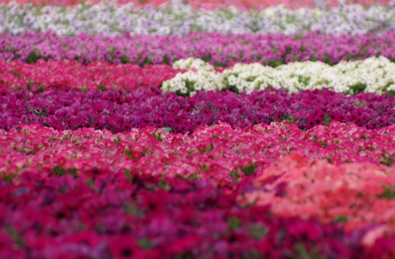 KONICA MINOLTA DIGITAL CAMERA